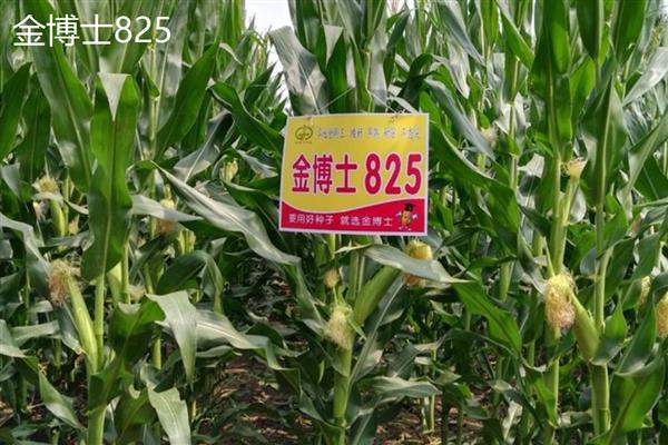 西南玉米的品种介绍,推荐金博士825、正大999等