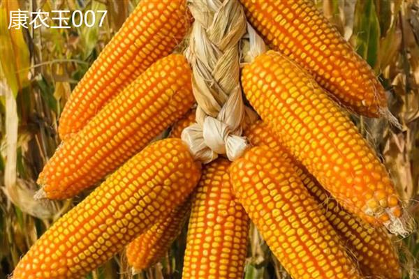 西南玉米的品种介绍,推荐金博士825、正大999等