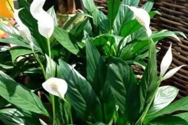 白掌叶子发黑的原因,浇水不当、施肥不当等均可能导致叶片发黑