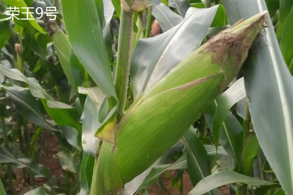 西南玉米的品种介绍,推荐金博士825、正大999等