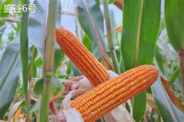 西南玉米的品种介绍,推荐金博士825、正大999等