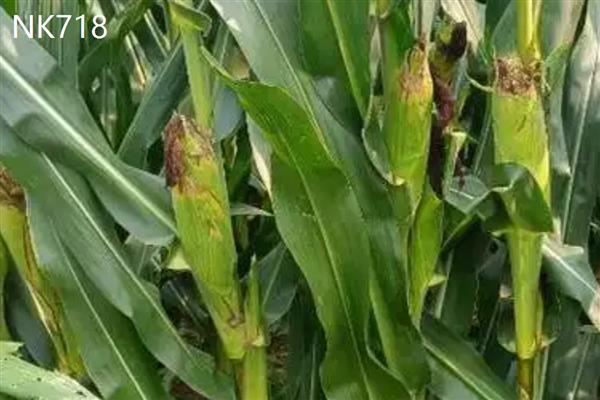 西南玉米的品种介绍,推荐金博士825、正大999等