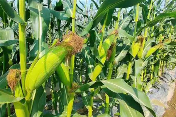 西南玉米的品种介绍,推荐金博士825、正大999等