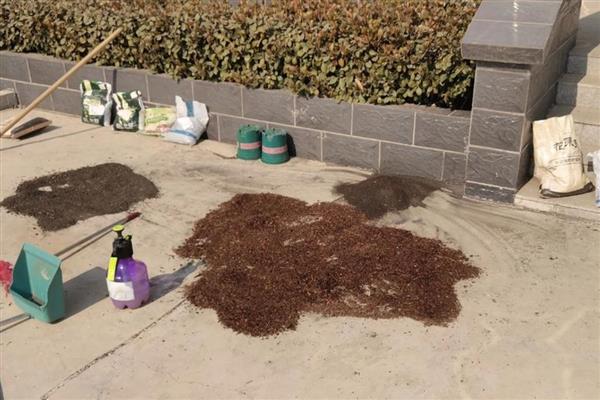 白掌叶子发黑的原因,浇水不当、施肥不当等均可能导致叶片发黑