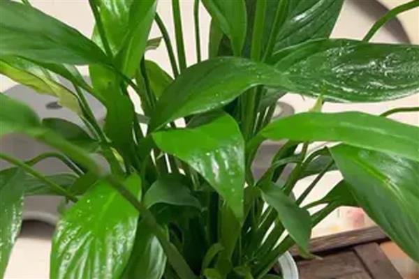 白掌叶子发黑的原因,浇水不当、施肥不当等均可能导致叶片发黑