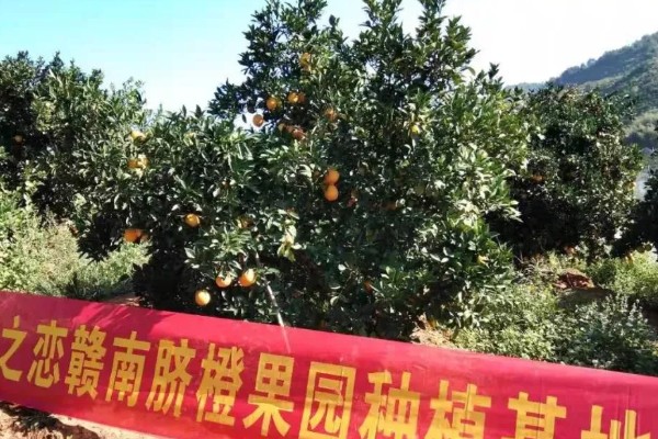 赣南脐橙为何受欢迎,因为其种植在含有稀土元素的土地上