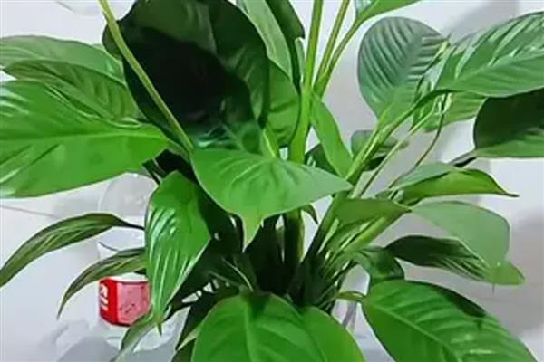 白掌叶子发黑的原因,浇水不当、施肥不当等均可能导致叶片发黑
