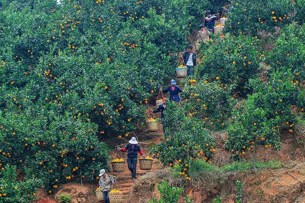 赣南脐橙为何受欢迎,因为其种植在含有稀土元素的土地上