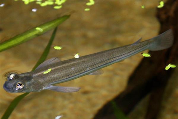 四眼鱼好不好养,饲养难度较小