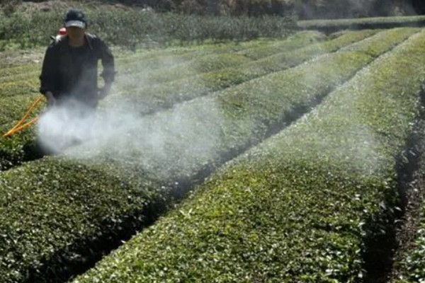 高效氯氰菊酯的使用方式，针对不同害虫的使用方法不同
