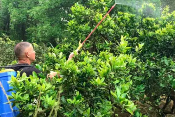 高效氯氰菊酯的使用方式，针对不同害虫的使用方法不同