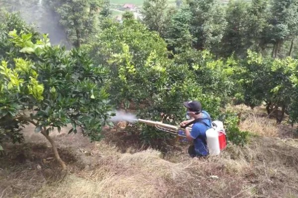高效氯氰菊酯的使用方式，针对不同害虫的使用方法不同