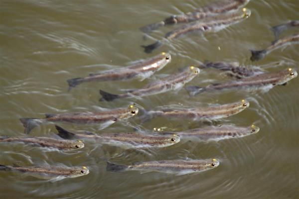 四眼鱼好不好养,饲养难度较小