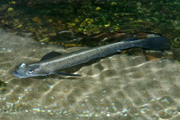 四眼鱼好不好养,饲养难度较小