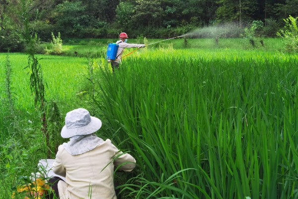 高效氯氰菊酯的使用方式，针对不同害虫的使用方法不同