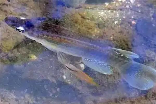 四眼鱼好不好养,饲养难度较小