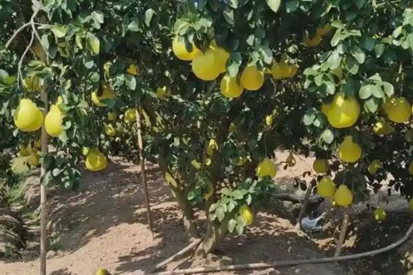 沙田柚名字的由来，最早种植地为广西省容县沙田村