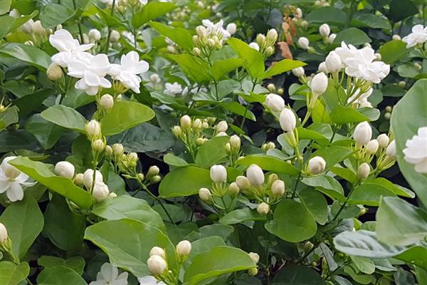 茉莉花的开放季节，花期为初夏至晚秋