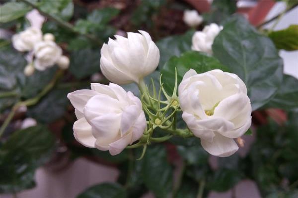 茉莉花的开放季节，花期为初夏至晚秋