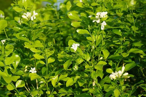 茉莉花的开放季节，花期为初夏至晚秋