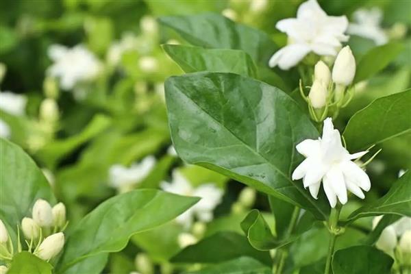 茉莉花的开放季节，花期为初夏至晚秋