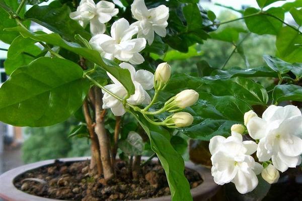 茉莉花的开放季节，花期为初夏至晚秋