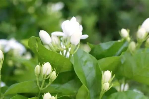 茉莉花的开放季节，花期为初夏至晚秋