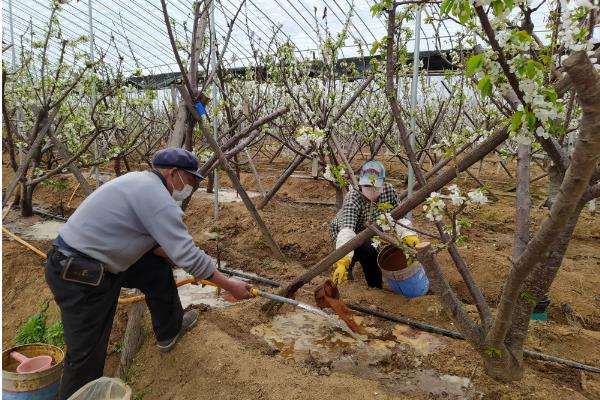 樱桃的施肥时间,在花前、壮果的时候均要施肥