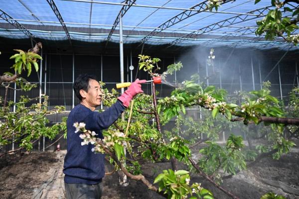 樱桃的施肥时间,在花前、壮果的时候均要施肥