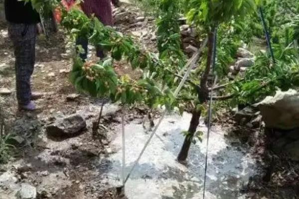 樱桃的施肥时间,在花前、壮果的时候均要施肥