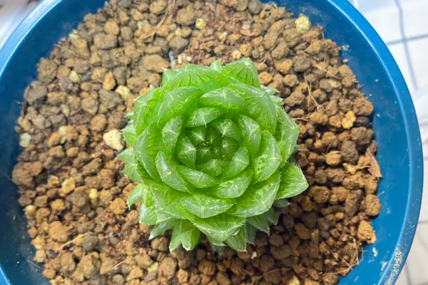 樱水晶长侧芽怎么处理,可以用小刀将侧芽从根部切断