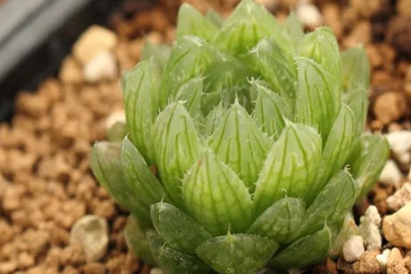 樱水晶长侧芽怎么处理,可以用小刀将侧芽从根部切断