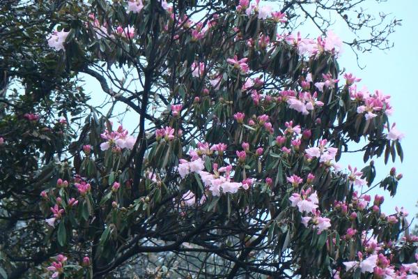 猴头杜鹃的花语是什么，花语是永远属于你