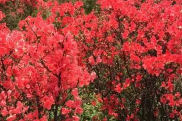 猴头杜鹃的花语是什么，花语是永远属于你