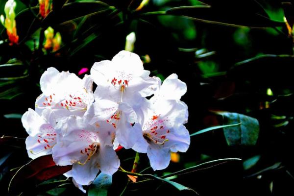 猴头杜鹃的花语是什么，花语是永远属于你