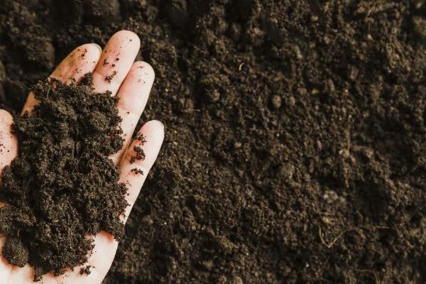 猴头杜鹃的花语是什么，花语是永远属于你