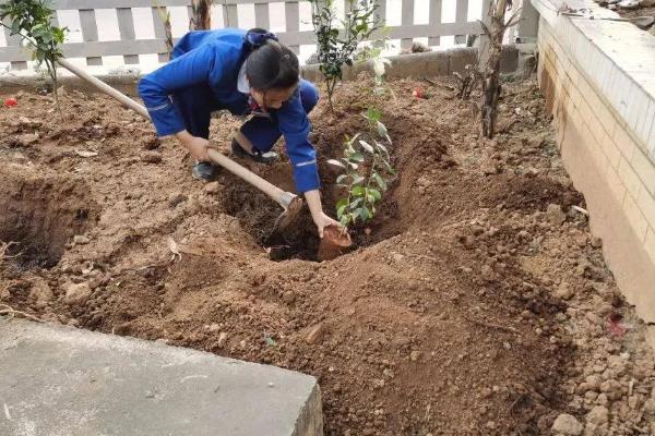 猴头杜鹃的花语是什么，花语是永远属于你