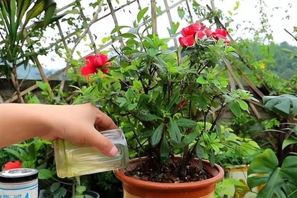 猴头杜鹃的花语是什么，花语是永远属于你