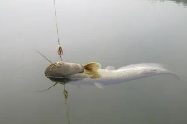 海竿钓鲶鱼的绝招，鱼竿可用2.1-3.6米的海竿