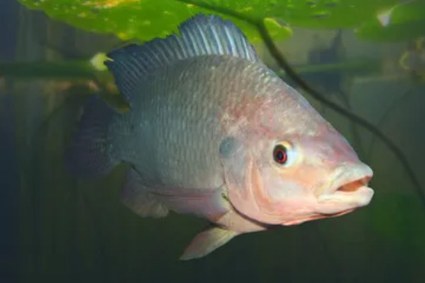 淡水主要养殖品种，包括鱼类、甲壳类等