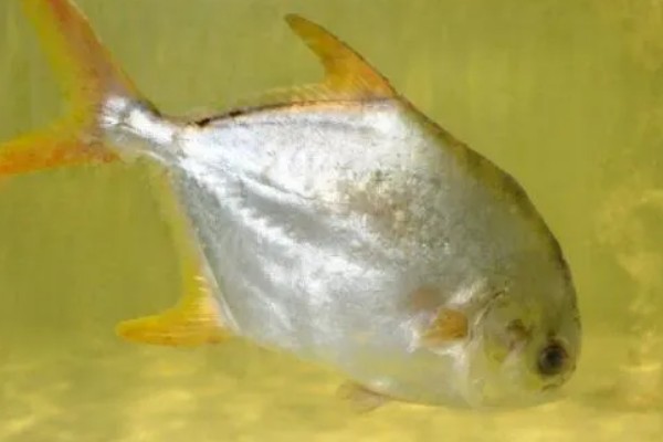 淡水主要养殖品种，包括鱼类、甲壳类等