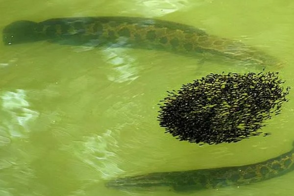 淡水主要养殖品种，包括鱼类、甲壳类等