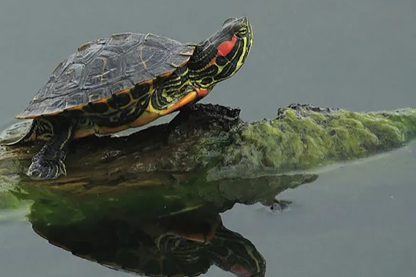 淡水主要养殖品种，包括鱼类、甲壳类等