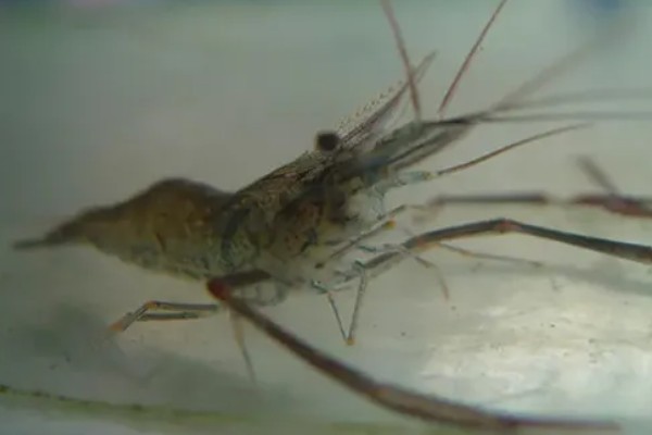 淡水主要养殖品种，包括鱼类、甲壳类等