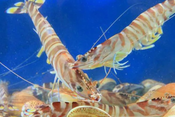 淡水主要养殖品种，包括鱼类、甲壳类等