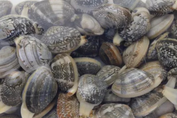 淡水主要养殖品种，包括鱼类、甲壳类等