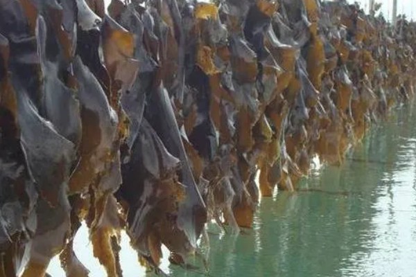 淡水主要养殖品种，包括鱼类、甲壳类等