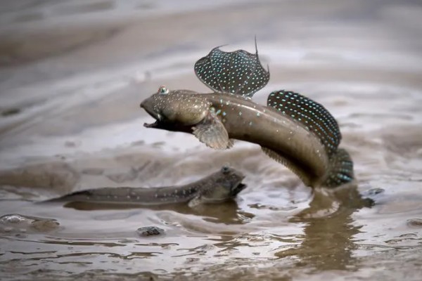 淡水主要养殖品种，包括鱼类、甲壳类等