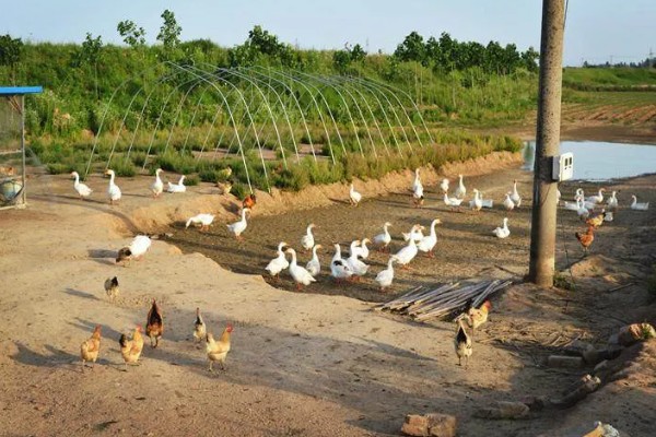 淡水主要养殖品种，包括鱼类、甲壳类等