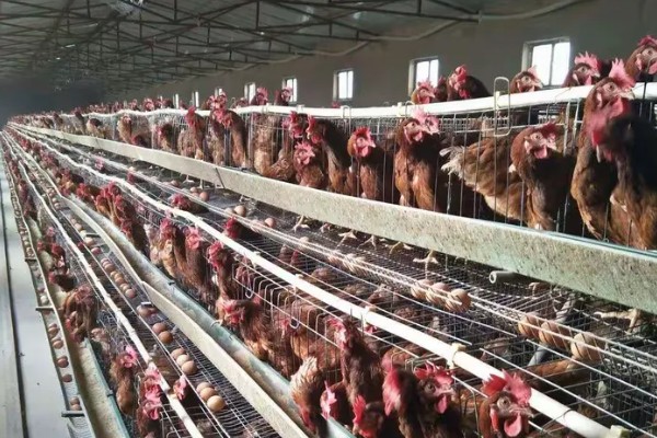 淡水主要养殖品种，包括鱼类、甲壳类等